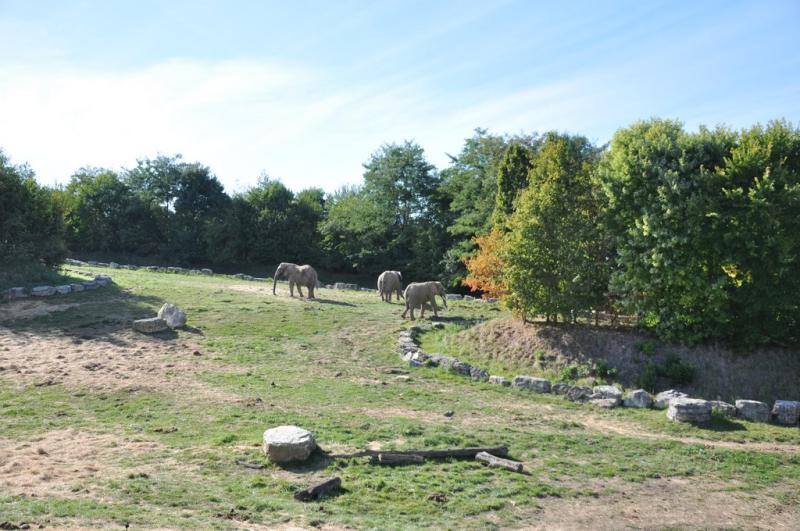 Eléphant d'Afrique - 2014