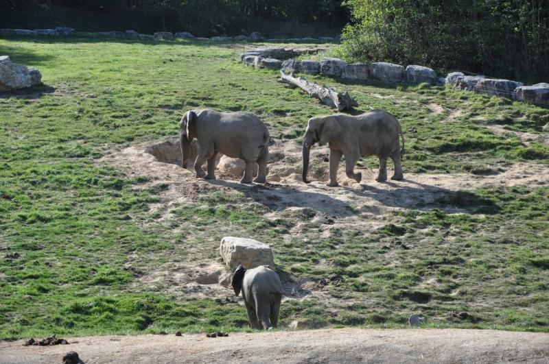 Eléphant d'Afrique - 2014