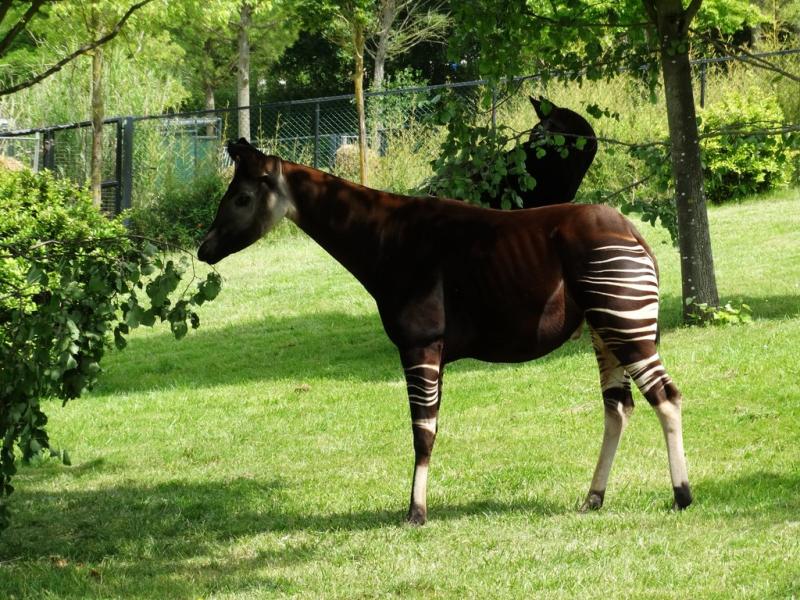 Okapi - 2014