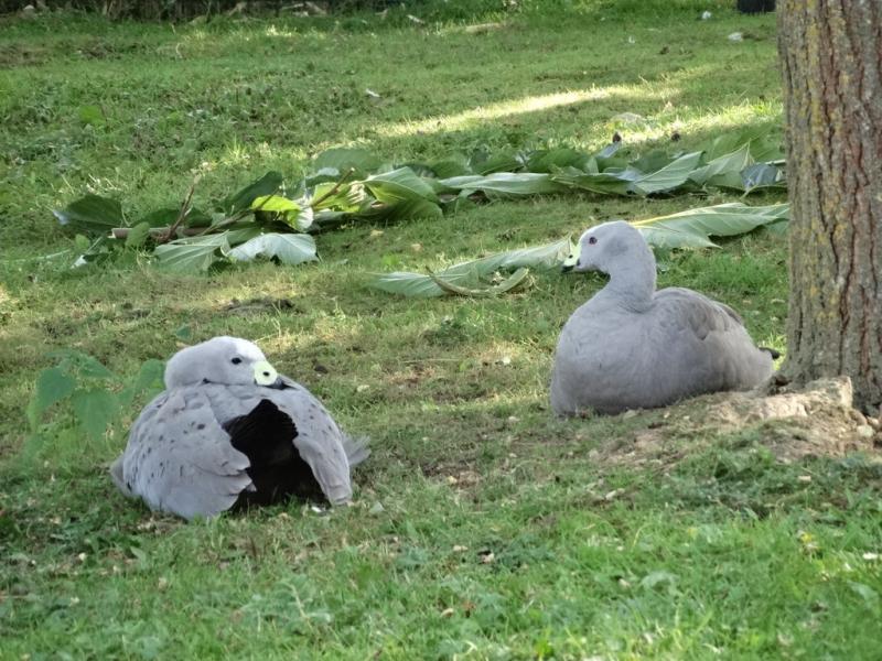 Oie céréopse - 2014