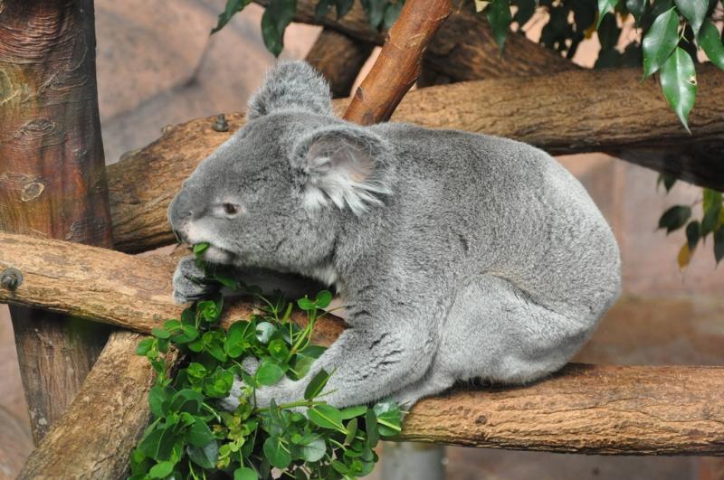 Koala - 2014