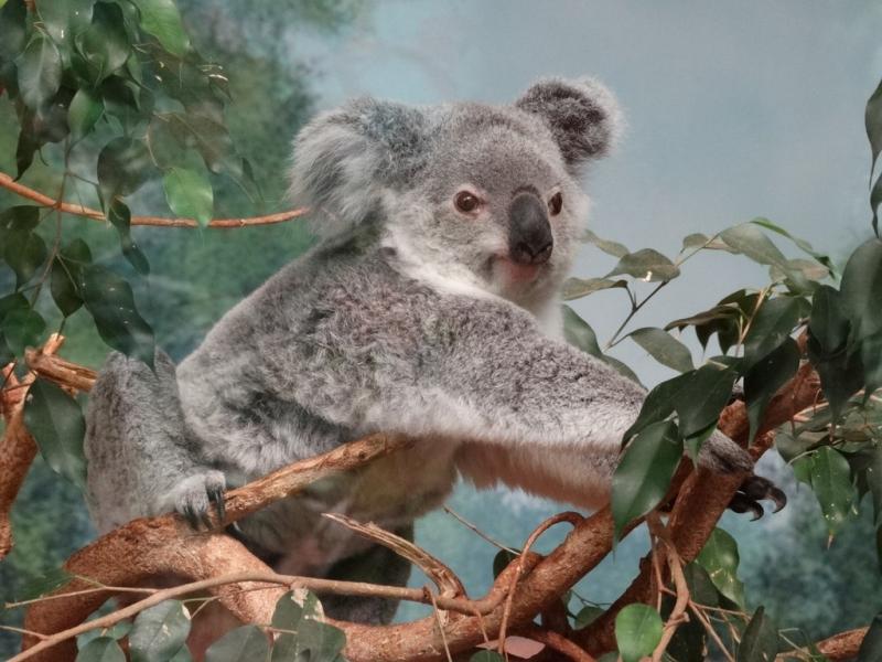 Koala - 2014