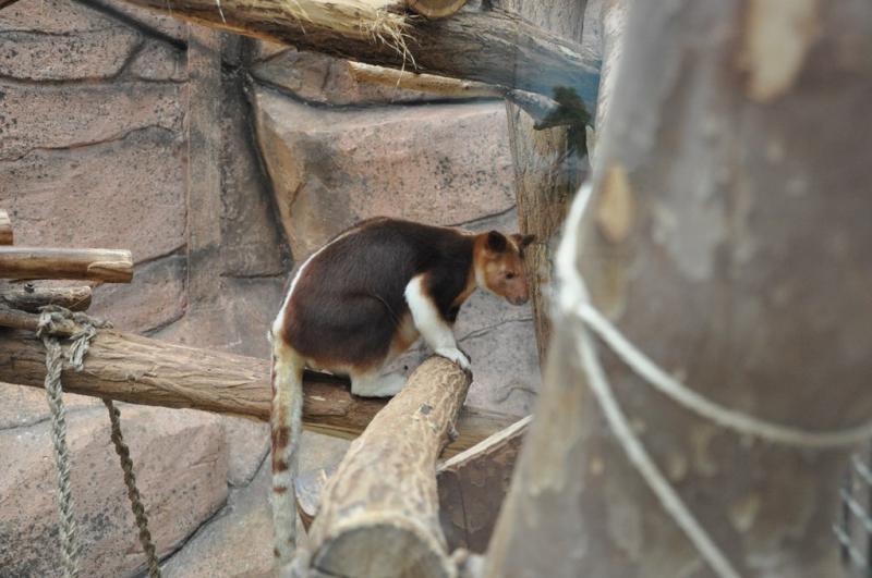 Dendrolague de Goodfellow - 2014