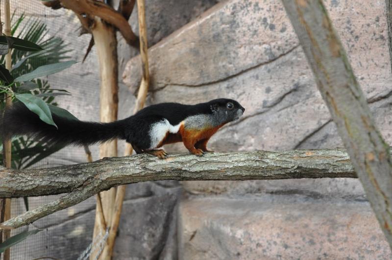 Ecureuil de Prévost - 2014