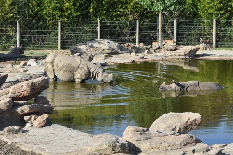 Rhinocéros indien - 2014