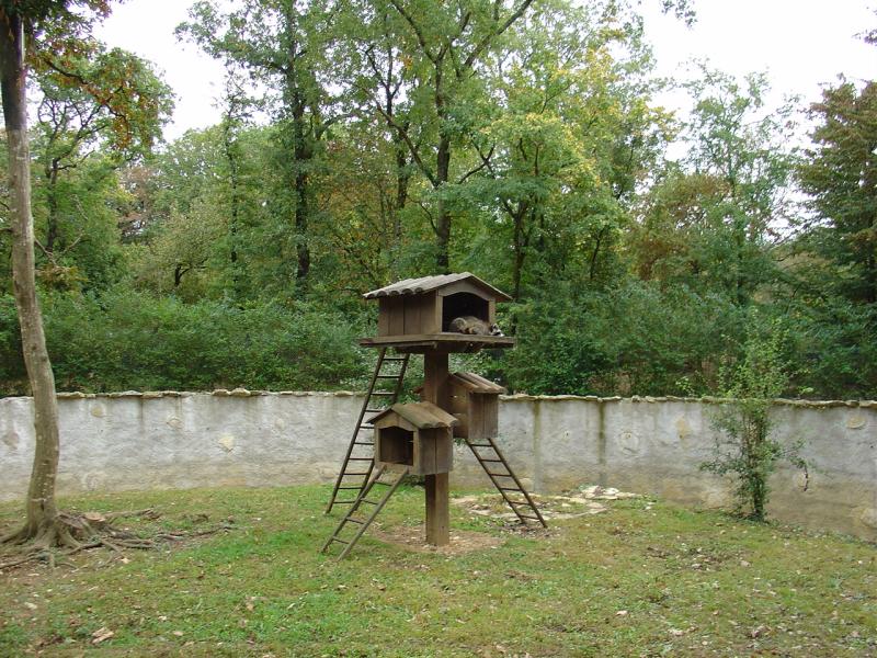 Raton laveur - 2004