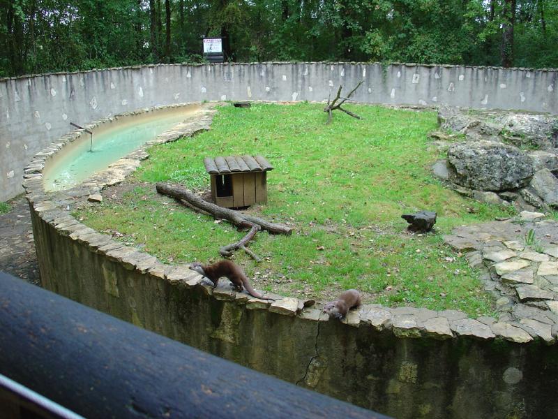 Loutre d'Europe - 2009