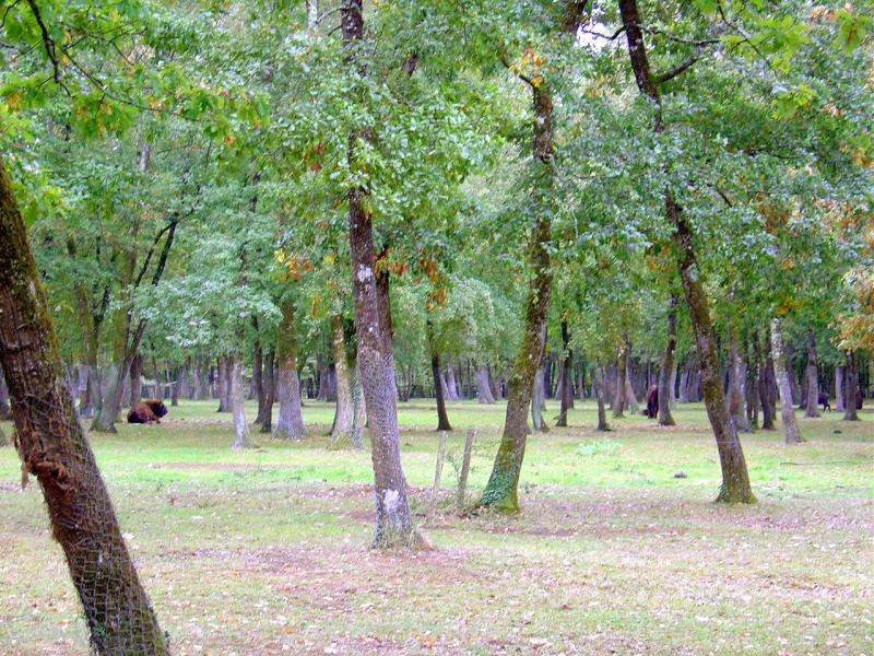 Bison d'Europe - 2004