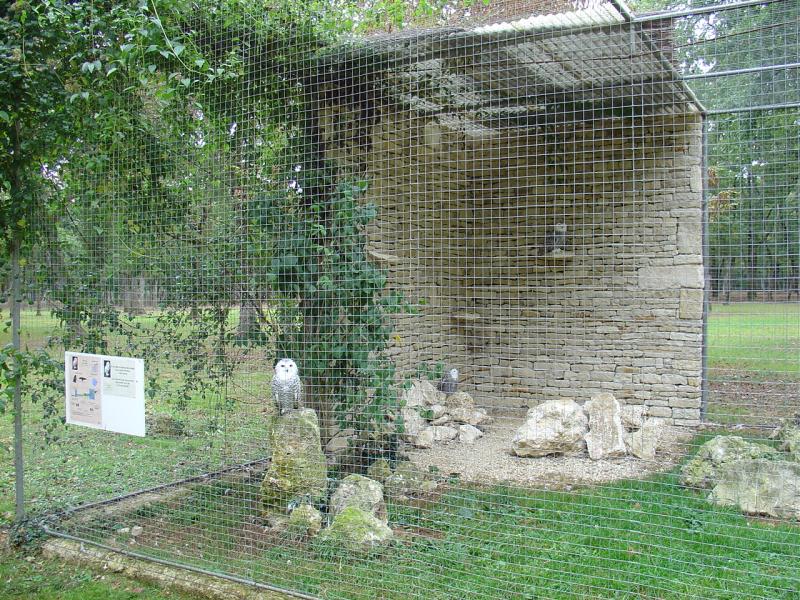 Harfang des neiges - 2004