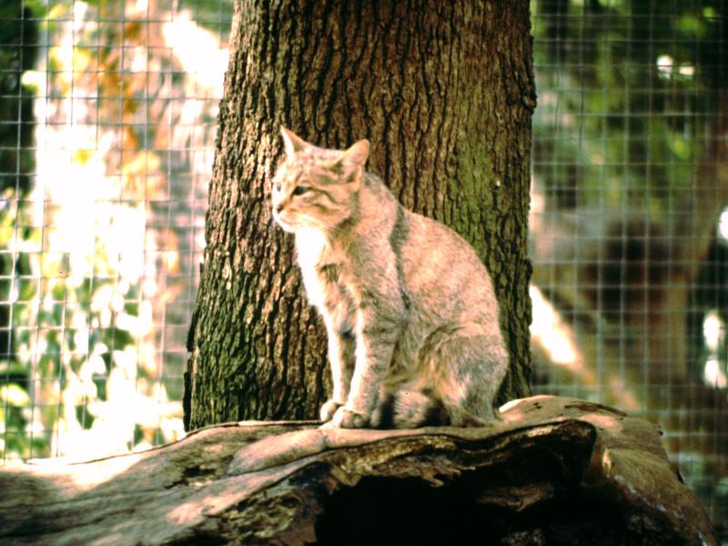 Chat sauvage - 2004