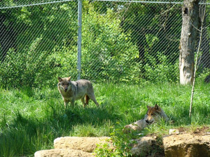 Loup d'Europe - 2009