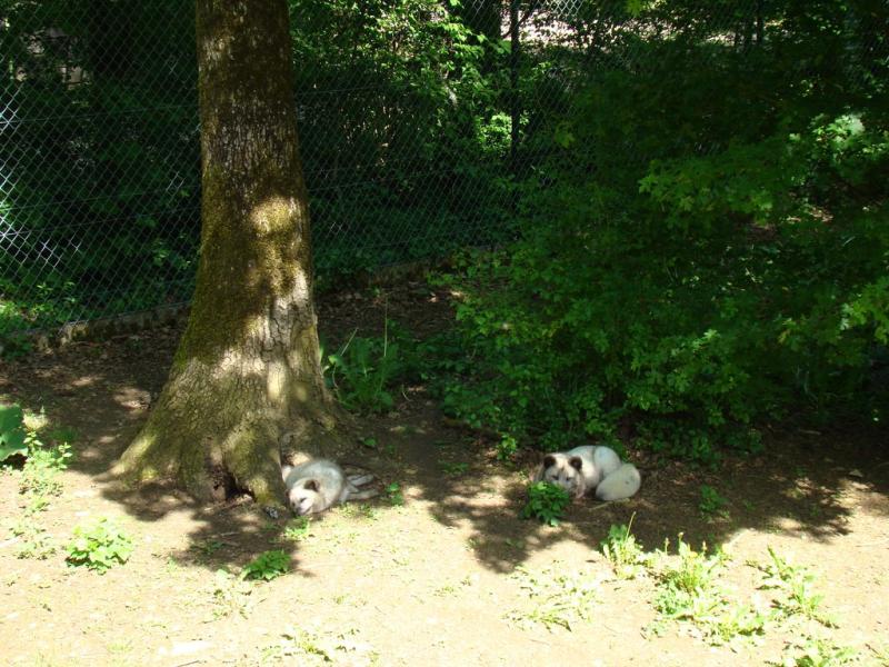 Renard polaire - 2009