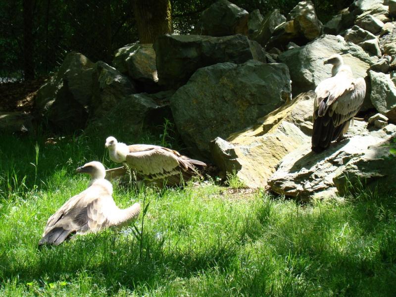 Vautour fauve - 2009