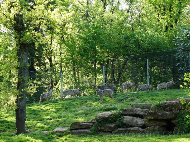 Loup d'Europe - 2009