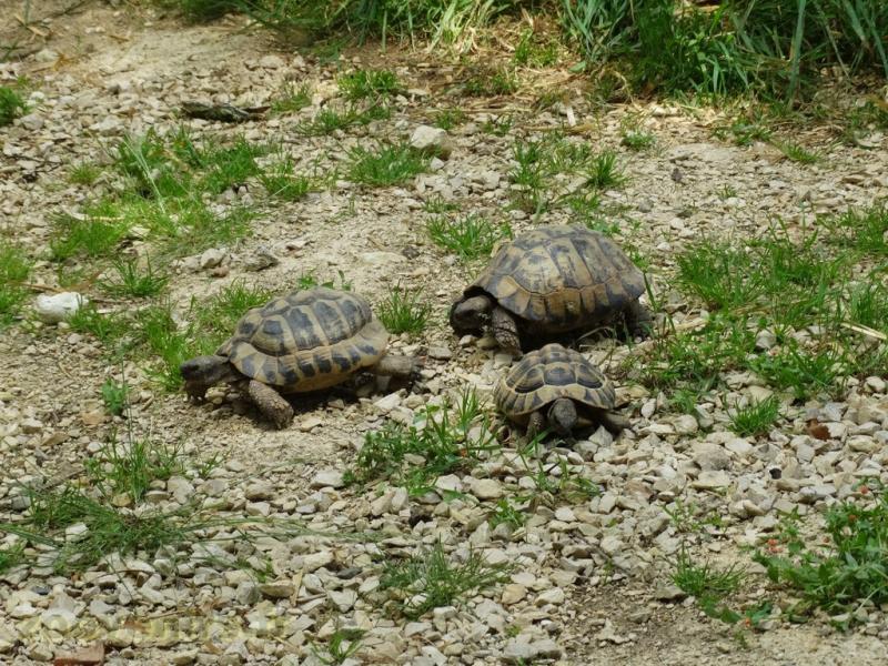 Tortue d'Hermann - 2009