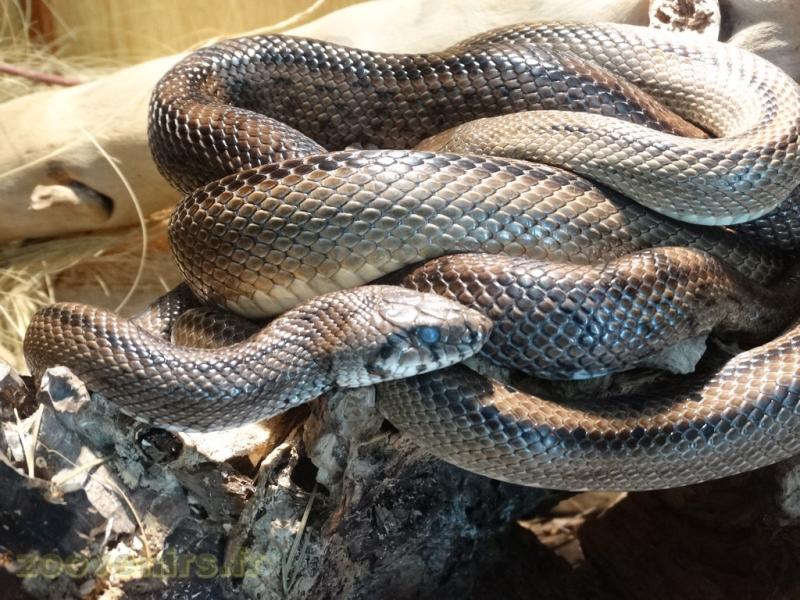 Couleuvre à échelons - 2009