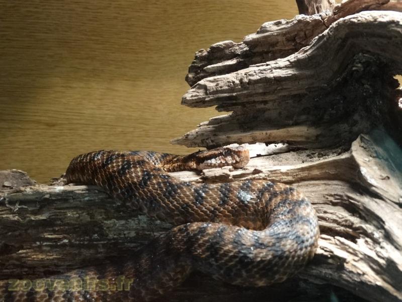 Vipère aspic - 2009