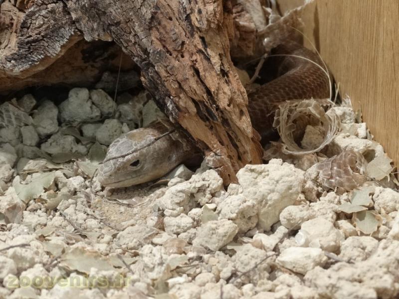 Orvet des Balkans - 2009