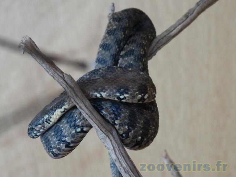 Couleuvre vipérine - 2009