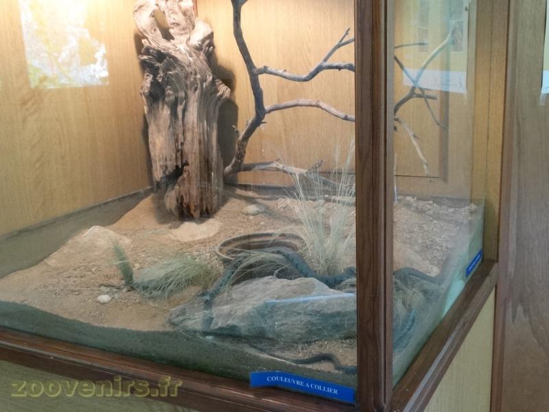 Couleuvre à collier - 2009