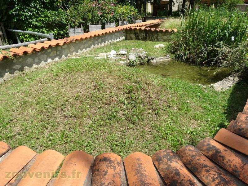 Emyde lépreuse - 2009