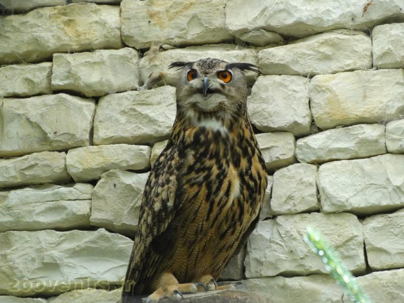 Hibou Grand-duc - 2009
