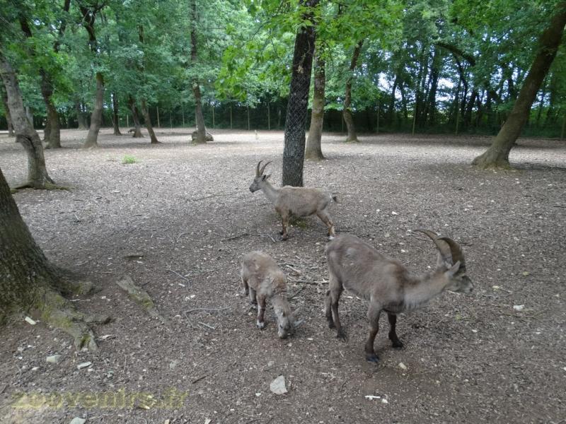 Bouquetin des Alpes - 2009