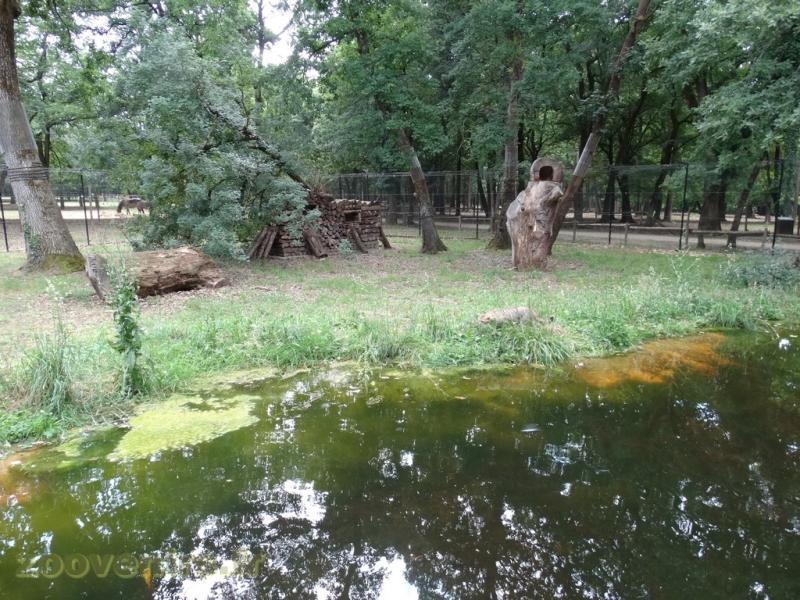 Chat forestier - 2009