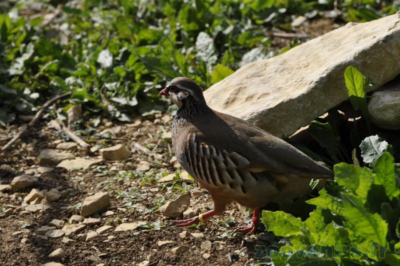 Perdrix rouge - 2009