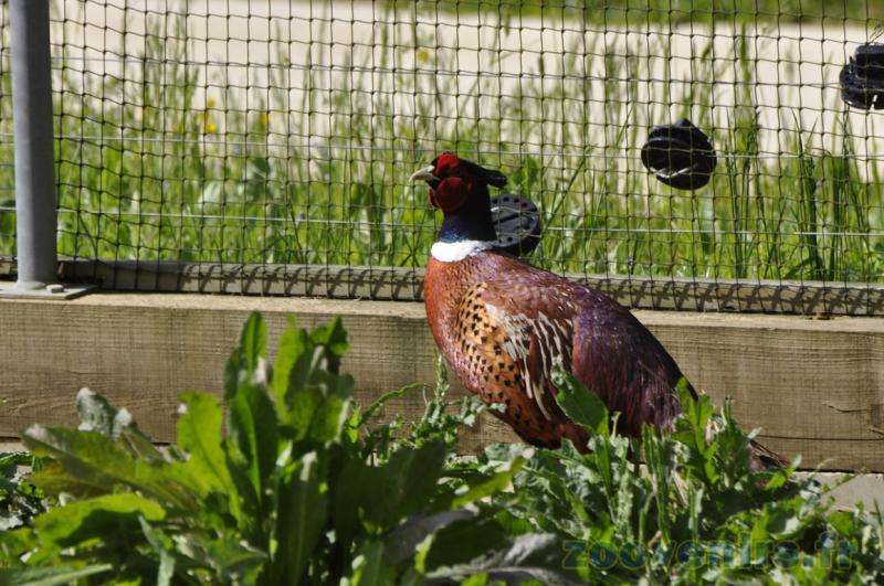 Faisan de Colchide - 2009