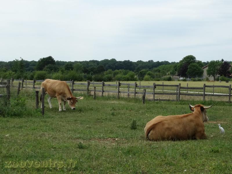 Vache parthenaise - 2009