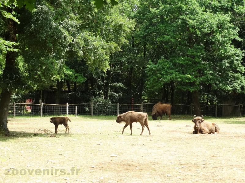 Bison d'Europe - 2009