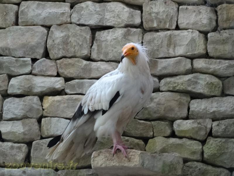 Vautour percnoptère - 2009