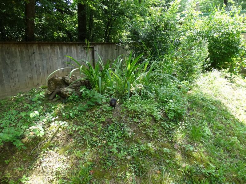 Vison d'Amérique - 2009