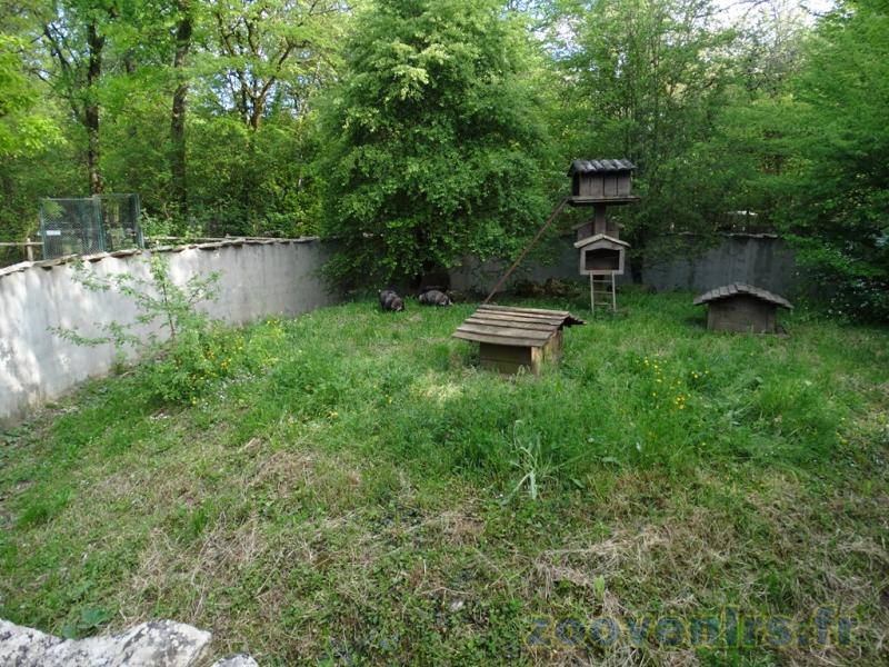 Chien viverrin - 2009