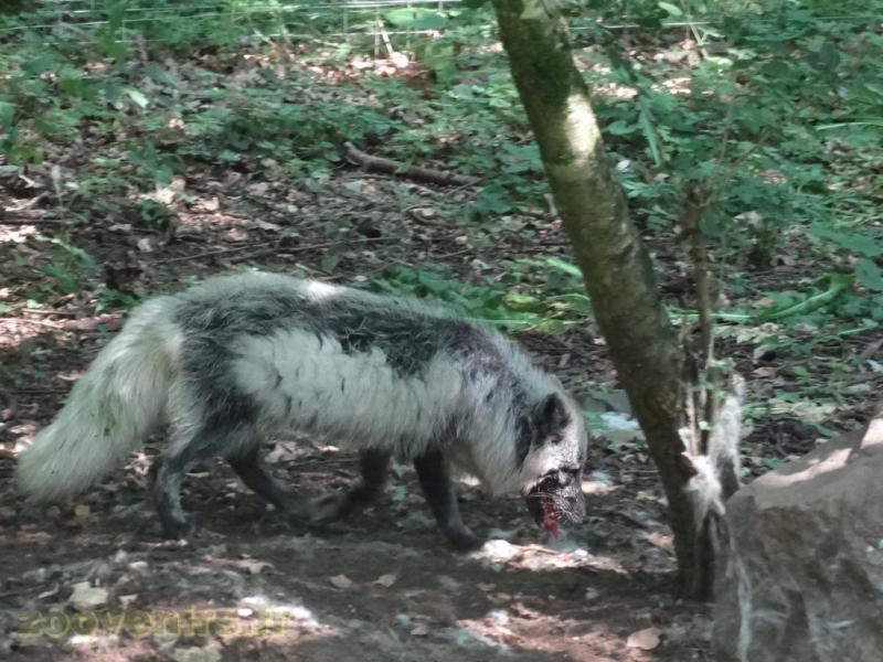 Renard polaire - 2009