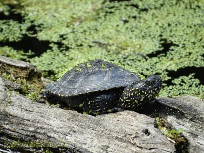 Cistude d'Europe - 2009