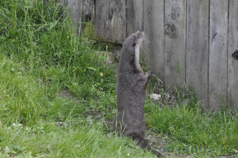 Loutre d'Europe - 2009