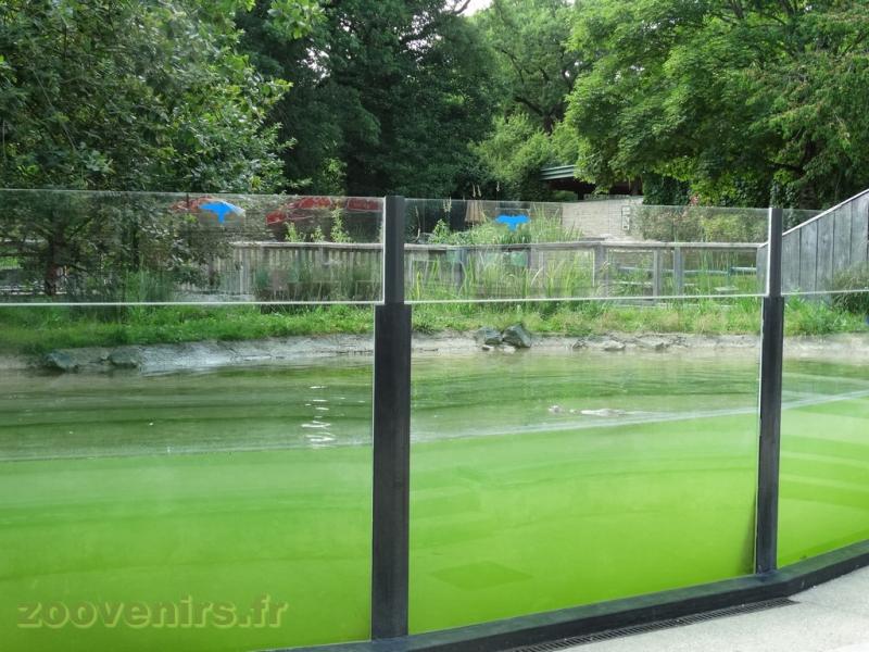 Loutre d'Europe - 2009