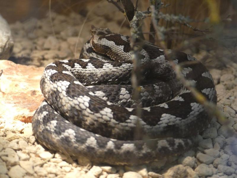 Vipère ammodyte - 2017