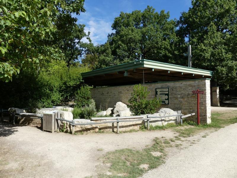 Tortue terrestre d'Hermann - 2017