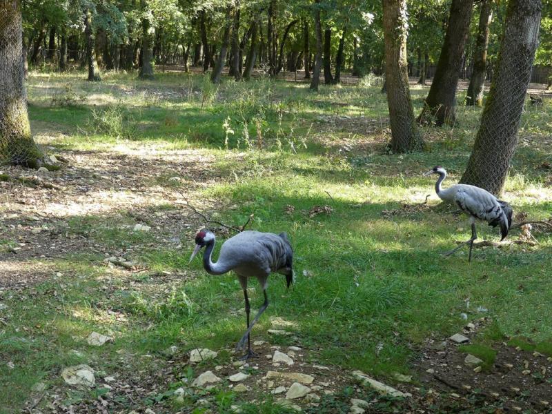 Grue cendrée - 2017