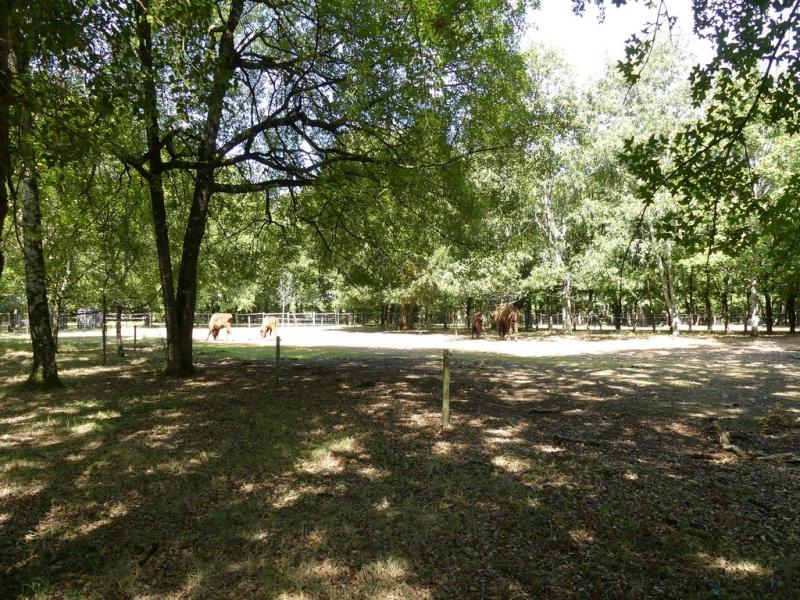 Bison d'Europe - 2017