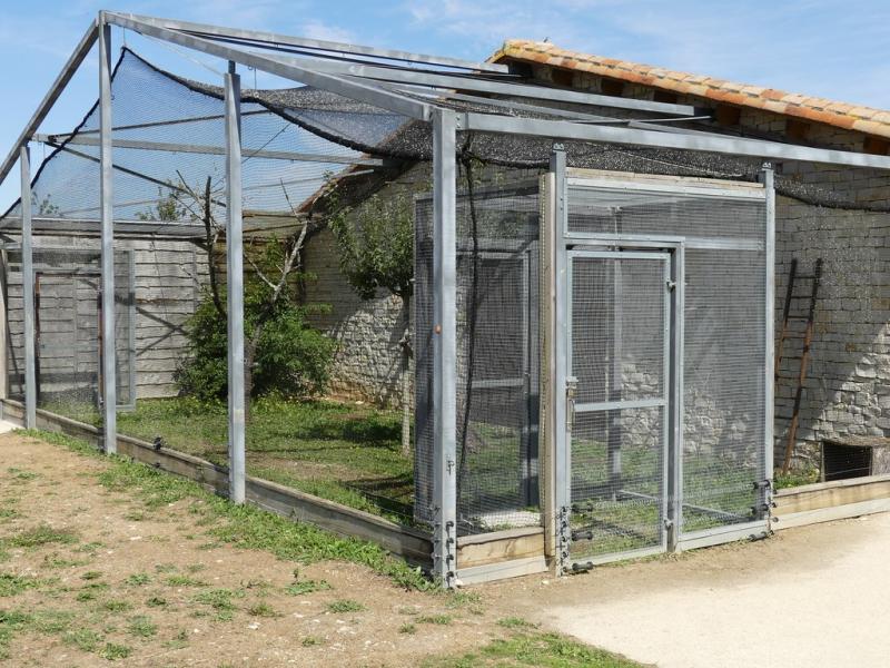 Chouette effraie - 2017