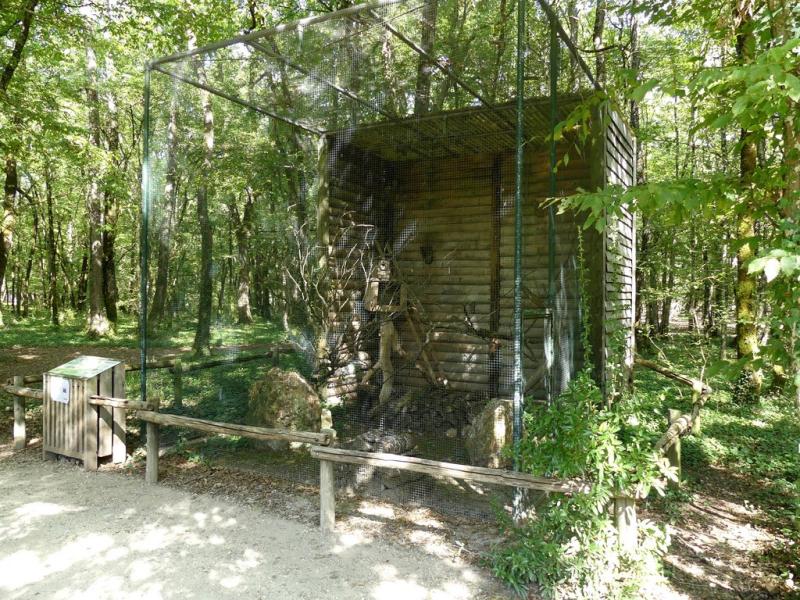 Chevèche d'Athena - 2017