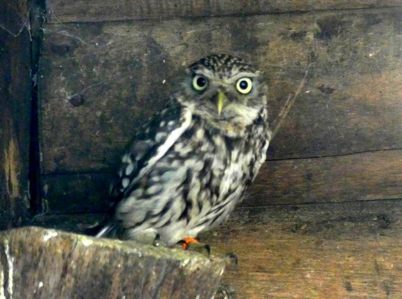 Chevèche d'Athena - 2017