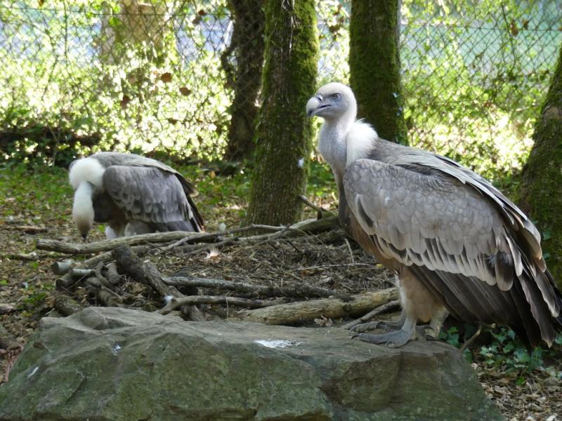 Vautour fauve - 2017