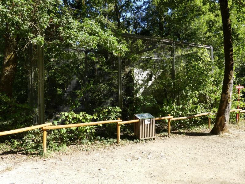 Chouette hulotte - 2017