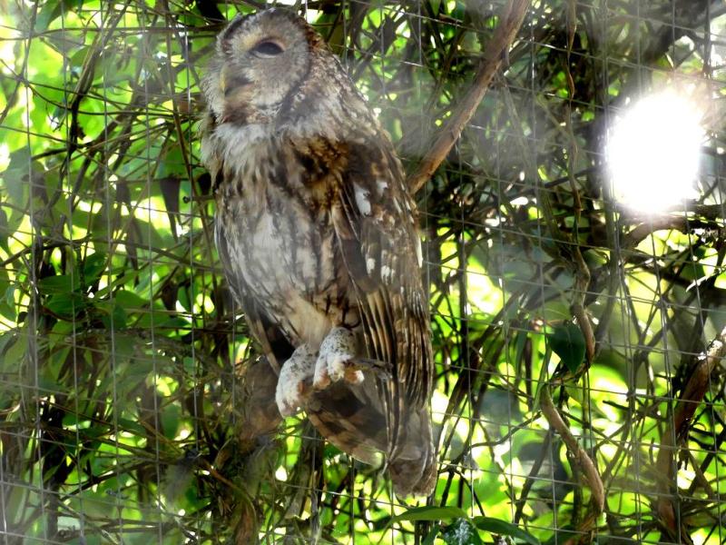 Chouette hulotte - 2017