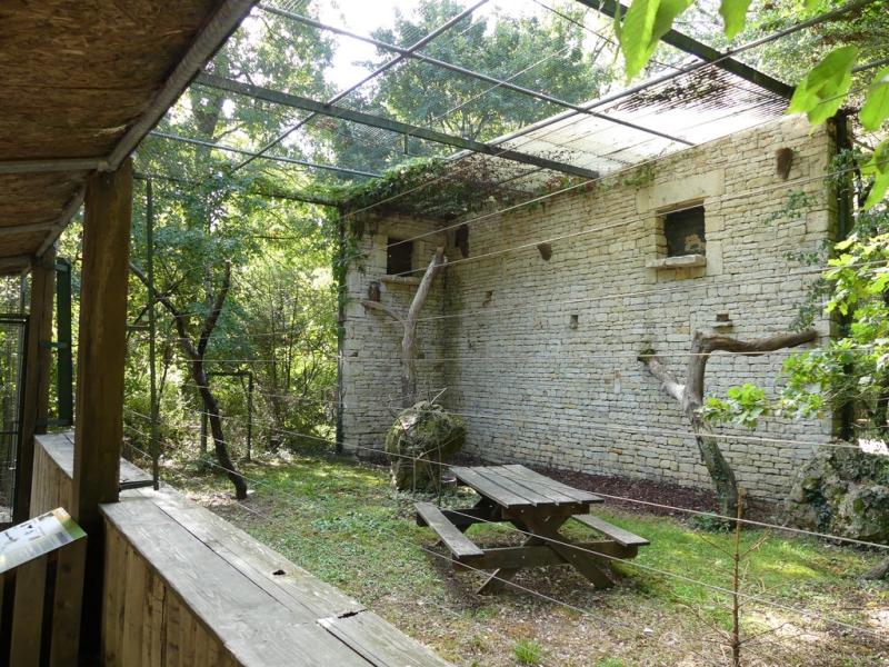 Hibou grand-duc - 2017